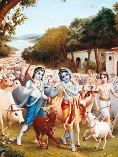 Krishna with Cows Mobile Wallpaper